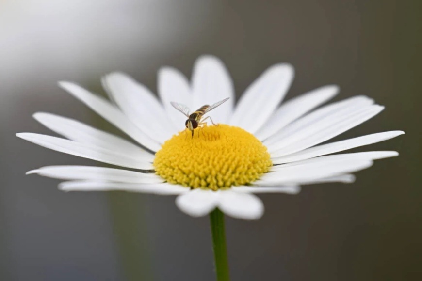 Nikon NIKKOR Z 70–180 mm f/2.8, černá