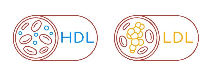 HDL a LDL cholesterol