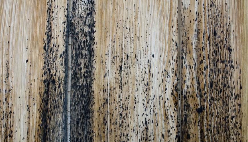 Jak odstranit plíseň ze dřeva