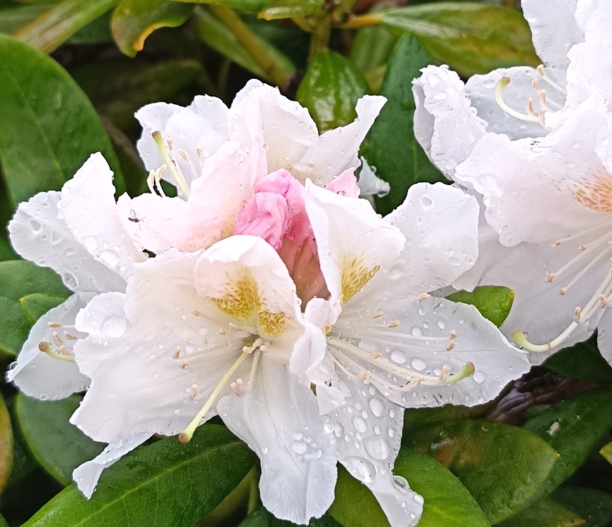 Recenze: Honor 600 Lite – stylová designovka s nepřekonatelnou výdrží Detail na bílý květ rododendronu. Focený mobilním telefonem Honor 6600 Lite.