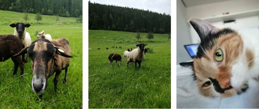 mobilní telefon Honor 20 lite 20