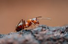 Jak se zbavit mravenců?